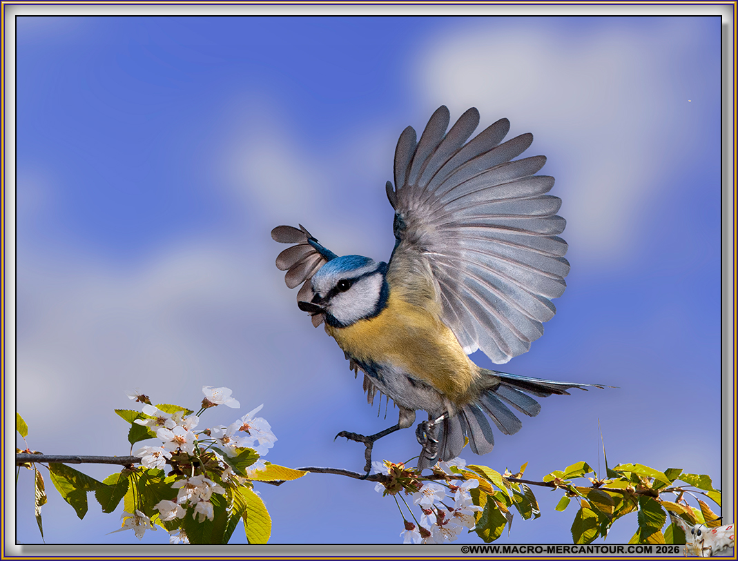 M&eacute;sange bleue